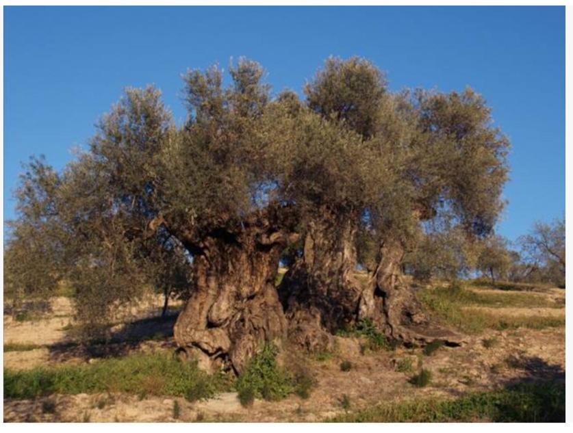 Villa Montiel مالقة المظهر الخارجي الصورة